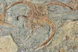 Plate With Four Fossil Brittle Stars (Ophiura) - Morocco #233112-2